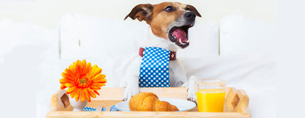 Pet Friendly Hotels