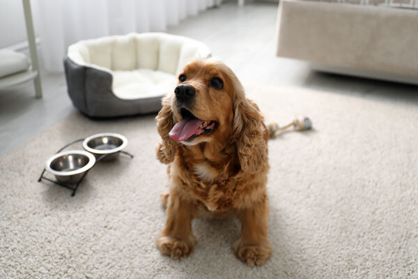 Dog-friendly hotels pamper pets as well as their owners